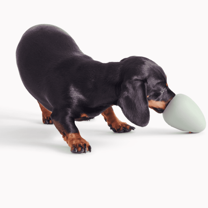 Distributeur Friandises Chien - Boule Stimulante Mange-Lent - Anti-ennui, Développement Mental - ABS - 8