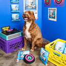 Jeu de fouille Sniffy Vinyl pour chien