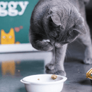 Pâtée chat stérilisé au poisson blanc Ziggy