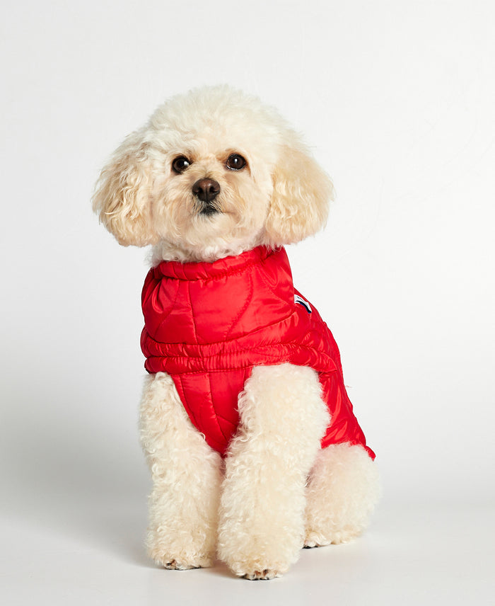 Caniche de face portant une doudoune pour chien rouge