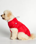 Bichon portant une doudoune pour chien rouge