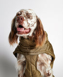 Epagneul de face portant une doudoune pour chien kaki