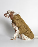 Epagneul portant une doudoune pour chien kaki