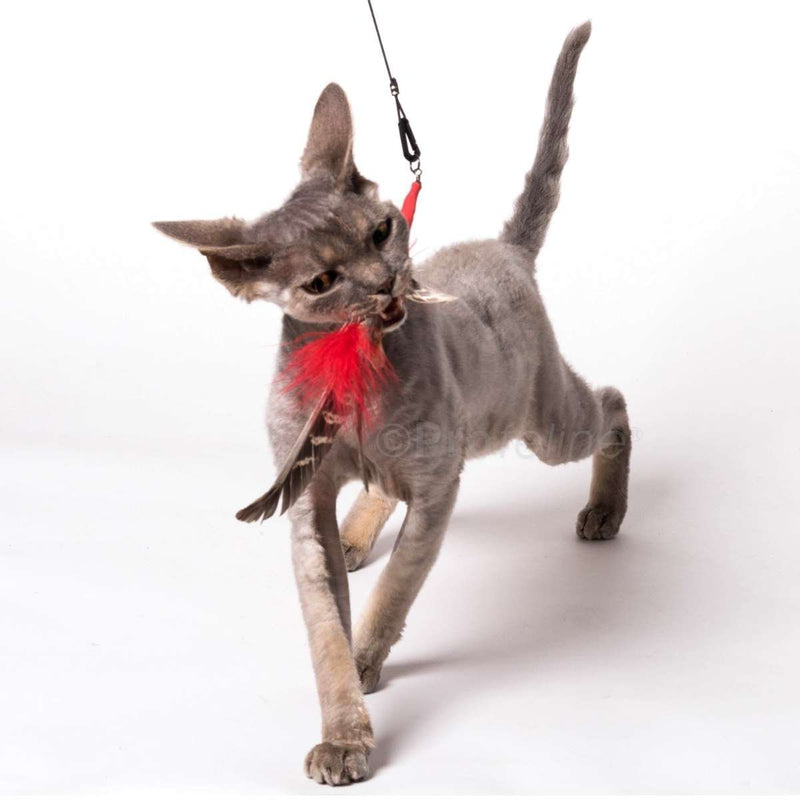 Chat tenant un jouet accroché à une canne à pêche