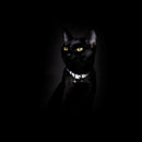Collier pour chat réfléchissant Lumino Lux