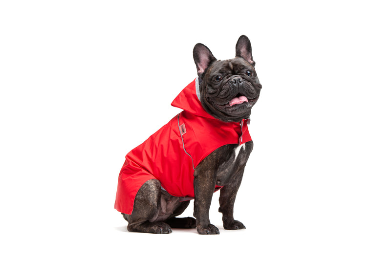 Bouledogue français portant un imperméable pour chien rouge