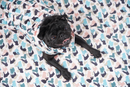 Carlin noir portant un manteau pour chien à motifs vue du dessus