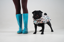 Carlin noir portant un manteau pour chien à motifs