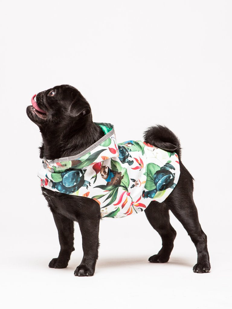 Carlin noir portant un imperméable pour chien à motifs animaux