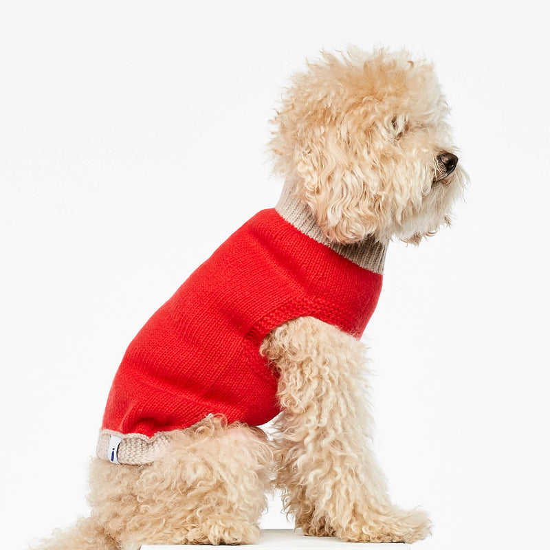 Caniche crème portant un pull pour chien rouge et blanc