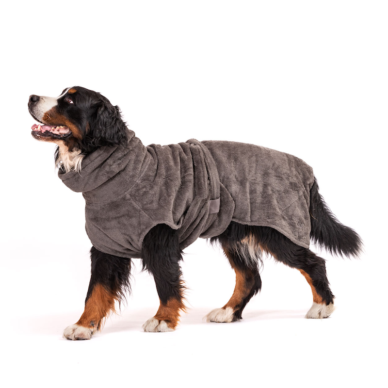 Bouvier bernois portant un peignoir pour chien gris