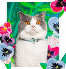 Chat gris et blanc portant un collier bleu clair