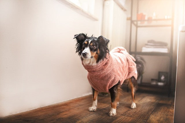 Petit chien portant un peignoir pour chien vieux rose