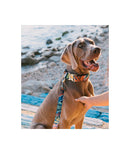 Collier pour chien Portlligat tropical