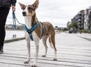 Harnais pour chien Comfort Walk Air Dog Copenhagen