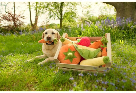 Labrador tenant une carotte en peluche avec un bac de légumes en peluche