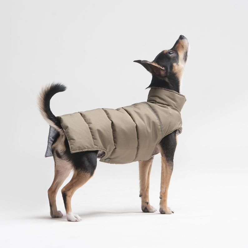 manteau chien
