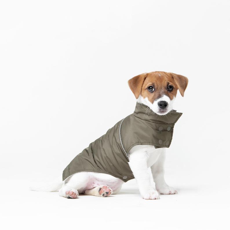Chiot portant un manteau pour chien kaki