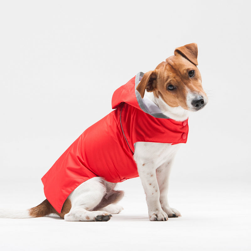Jack Russel portant un imperméable pour chien rouge
