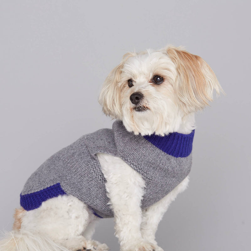 Lassa Apso marron portant un pull pour chien gris et bleu
