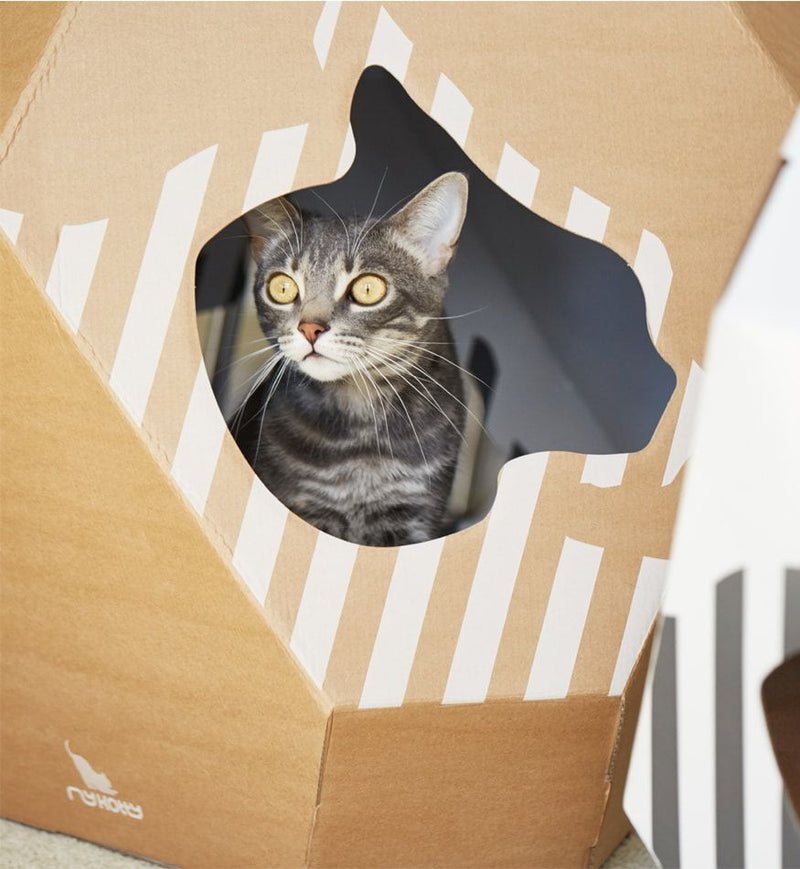 Chat tigré gris dans une maison en carton marron et blanche