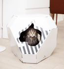 Chat Maine Coon dans une maison en carton blanche et grise