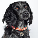 Epagneul noir portant un collier en cuir avec des perles