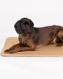Tapis Rafraîchissant pour Chien Cooling Blanket – PAIKKA