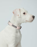 Collier Fluorescent Lumineux pour Chien Glow – PAIKKA