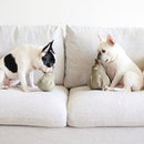 Jouet pour chien de fouille Butternut