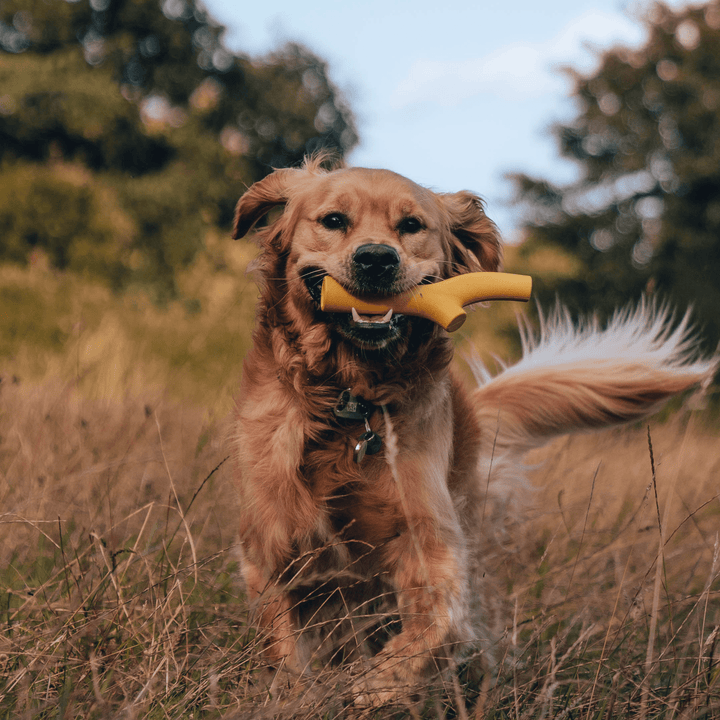 Super Stick - Jouet à mâcher et à lancer pour chien