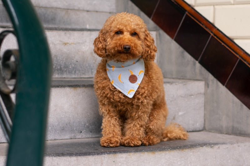 Bandana pour chien stylé