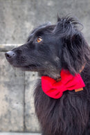 Nœud Papillon de Noël pour Chien – Atelier Markiz