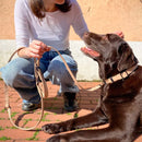 Laisse chien imperméable Boop the Snoop