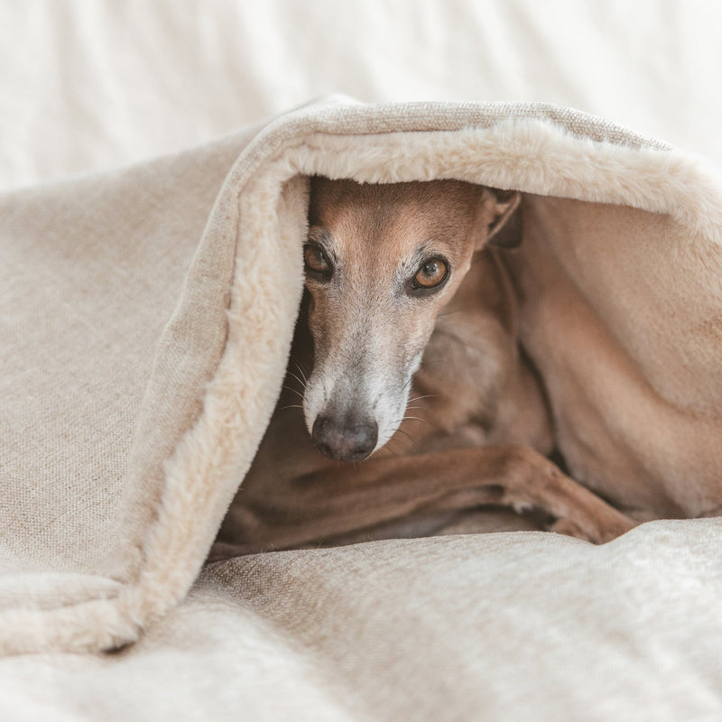 Lit Premium Tahoe pour chien – B de Bruno