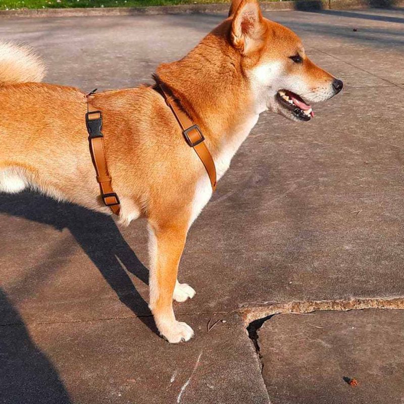 Harnais H waterproof pour chien – Boop the Snoot