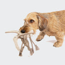 Mosquito Momo – Jouet sensoriel résistant pour chien