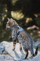 Harnais pour chat Miacara Modena avec laisse
