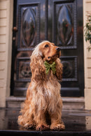 Noeud papillon pour chien fantaisie