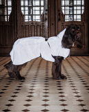 Imperméable Réfléchissant pour grand Chien – PAIKKA Visibility Raincoat