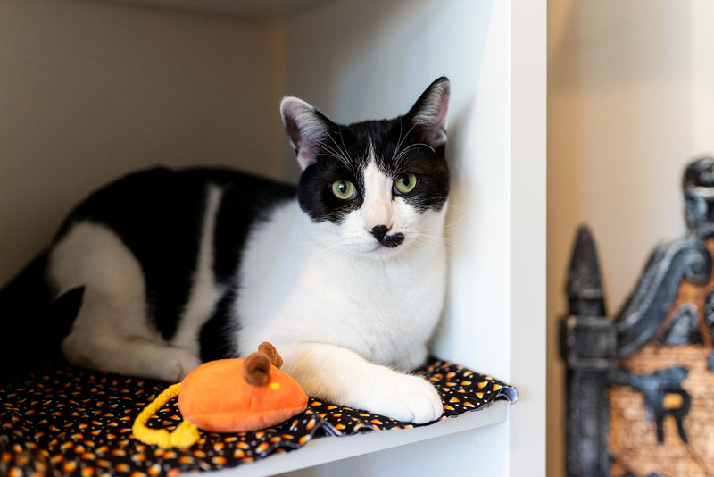 Souris Halloween pour chat à la cataire