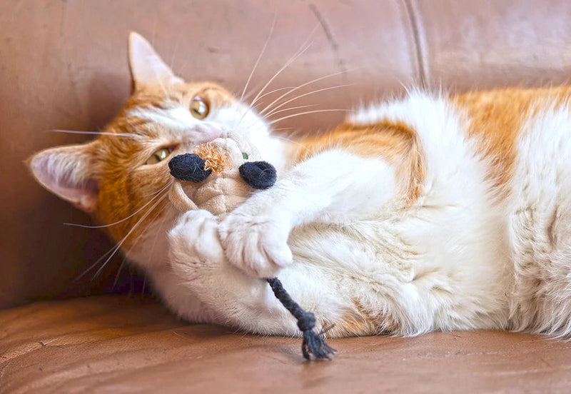 Souris Halloween pour chat à la cataire