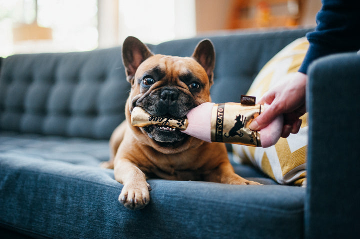 Jouet pour chien – P.L.A.Y. Puppy Love Barking Bubbly