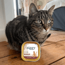 Chat gris tigré posant à côté d'une boîte de pâtée