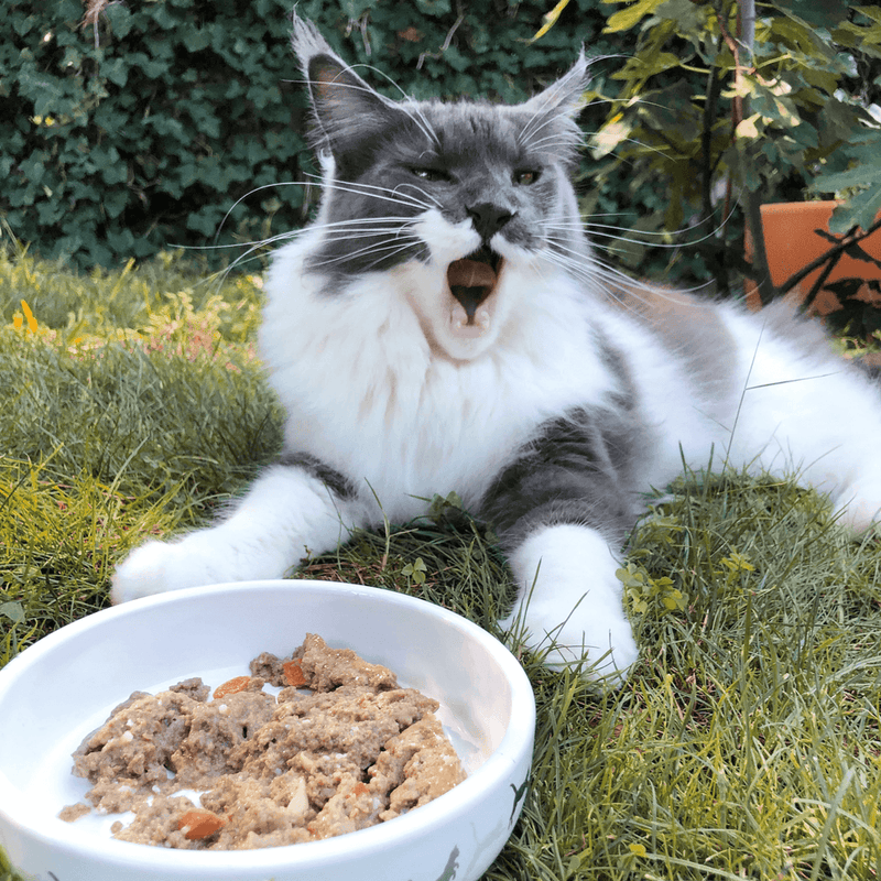 Pâtée chat senior sans céréales au bœuf