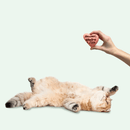 Jouet pour chat à l'herbe à chat séchée "Amour, Gloire & Pâtée"