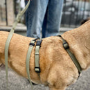 Détail du harnais en silicone hypoallergénique