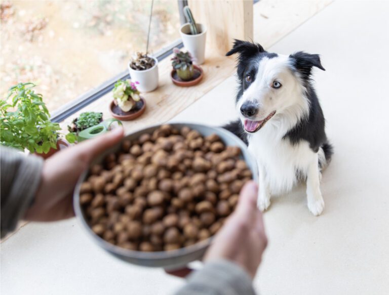 Croquettes pour chien canard