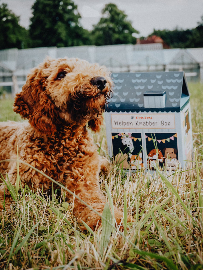 Puppy Box - Boîte de friandises et mastications pour chiots