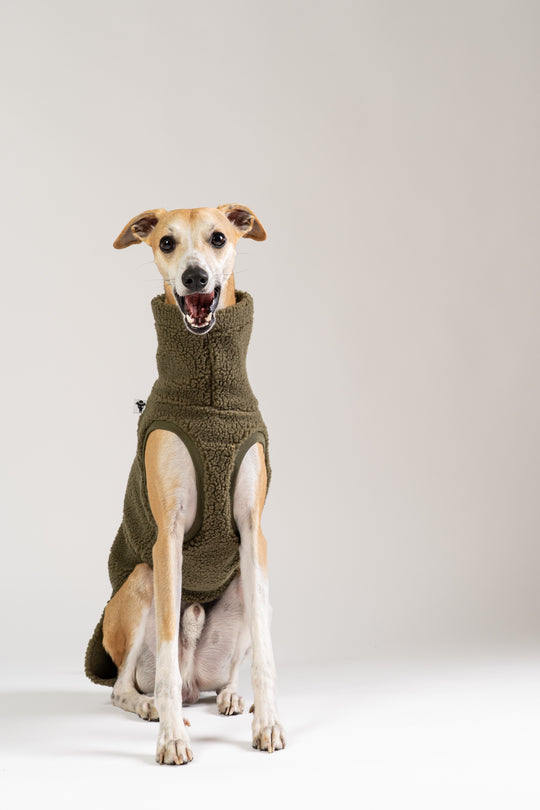 Teddy Shirt pour lévriers – Olive Foncé